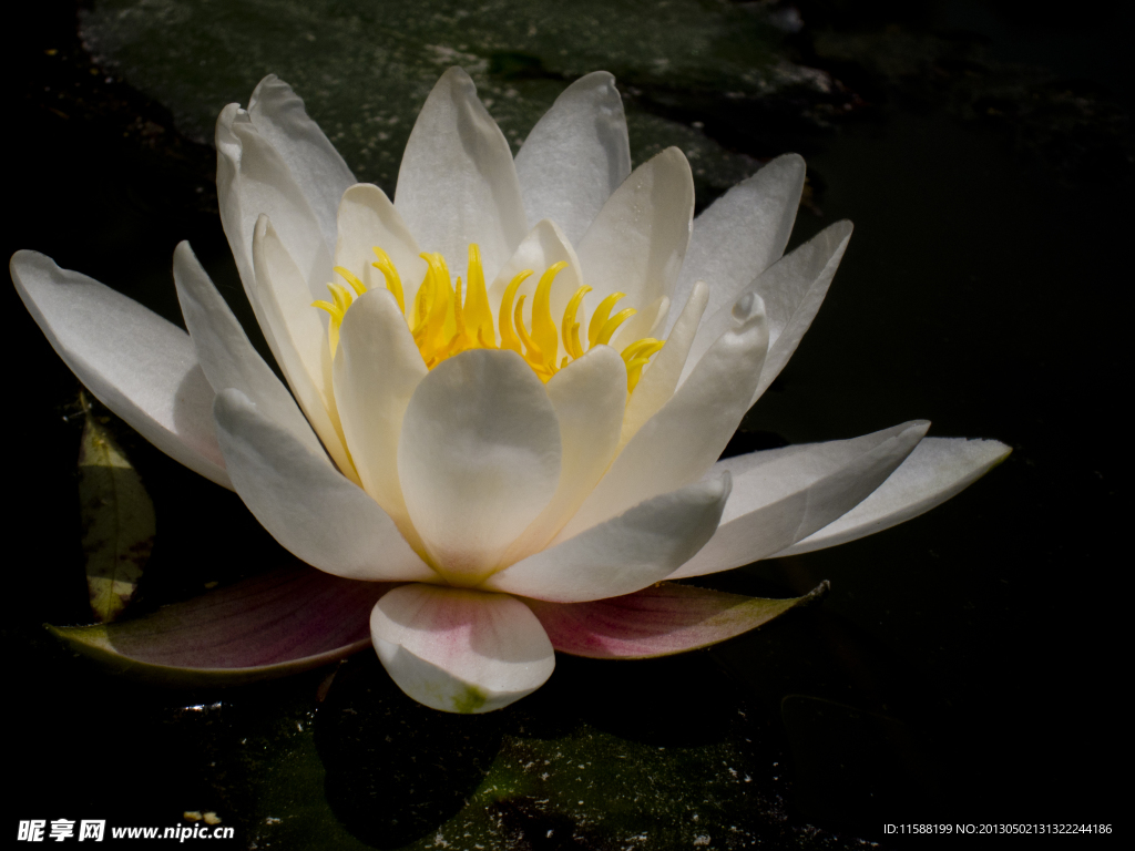 莲花