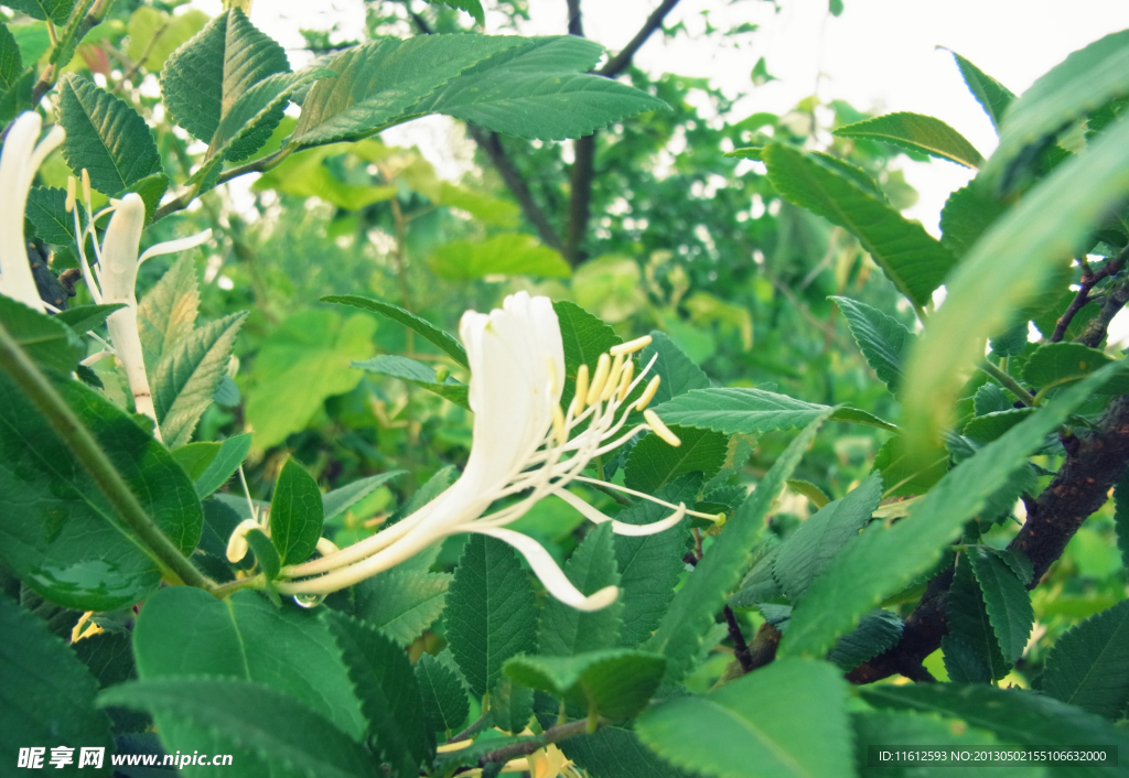 金银花
