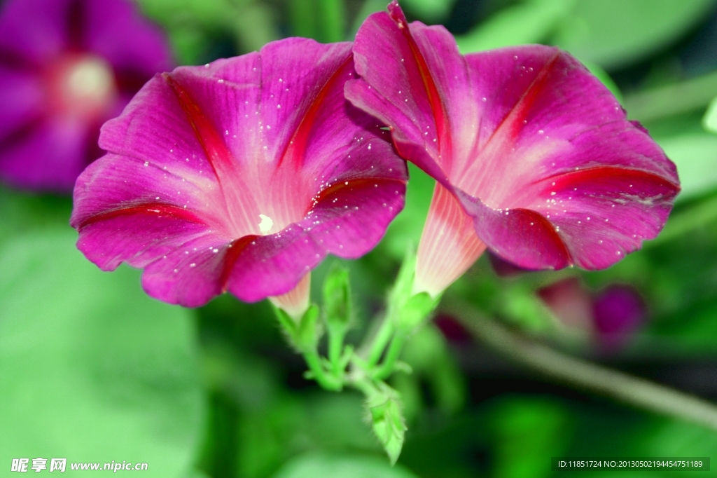 牵牛花