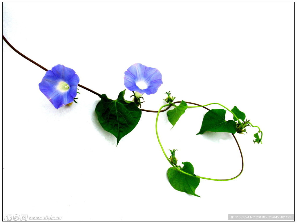牵牛花