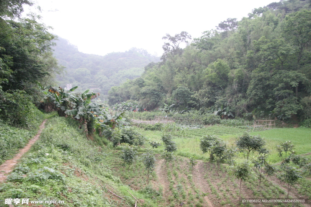 山洼的田地