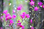 达达香花