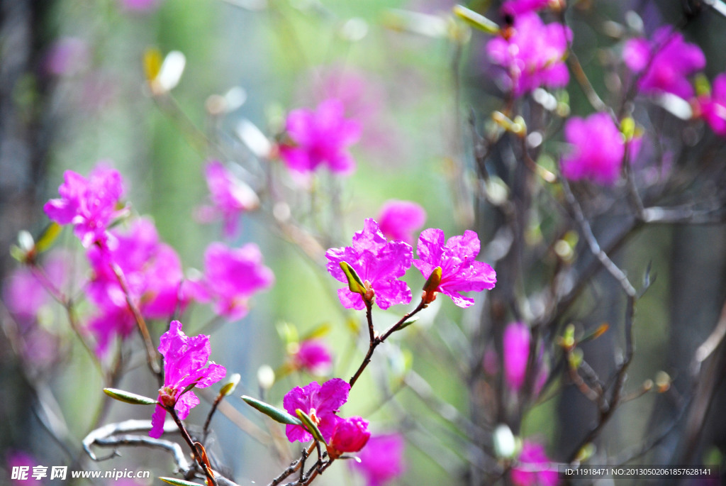 达达香花