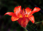 楼前百合花