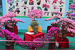 杜鹃盆景