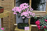 杜鹃花