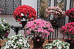 杜鹃花