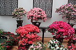 杜鹃花