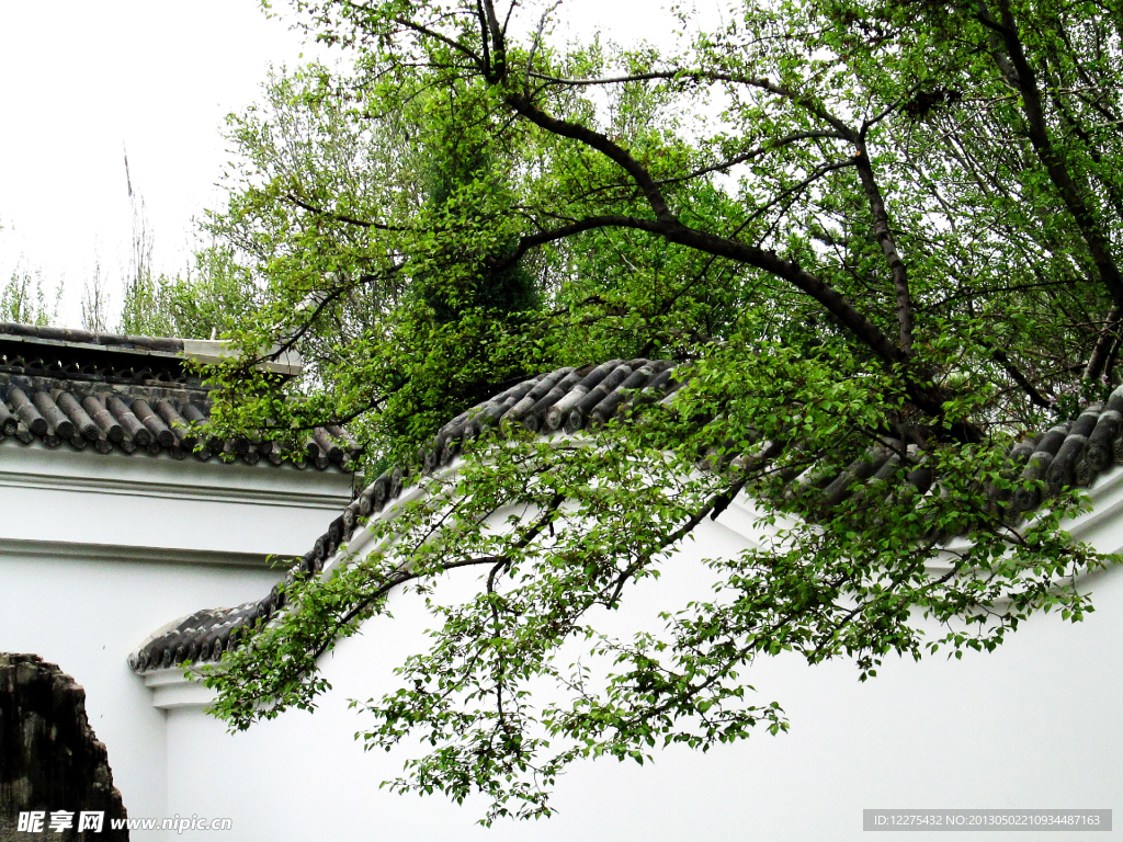 绿枝出墙来