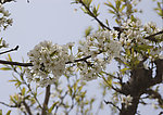 李子树花