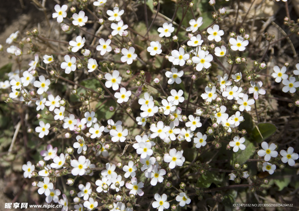 小白花