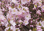 粉色花