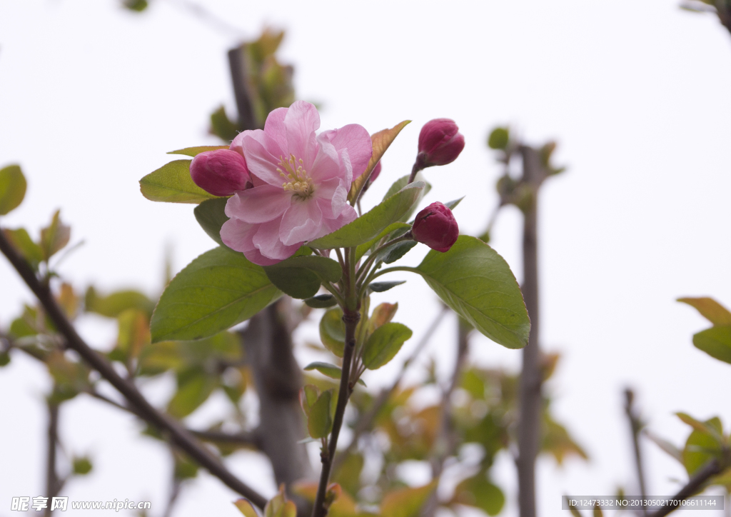 苹果树花