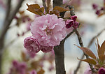 榆叶梅花