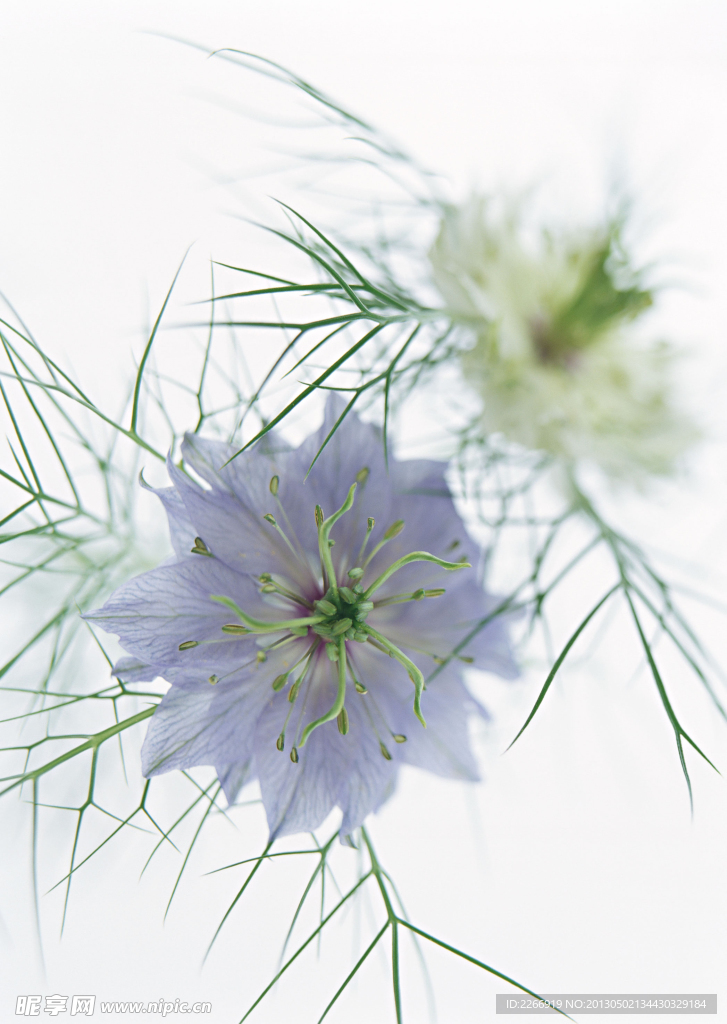 花卉艺术