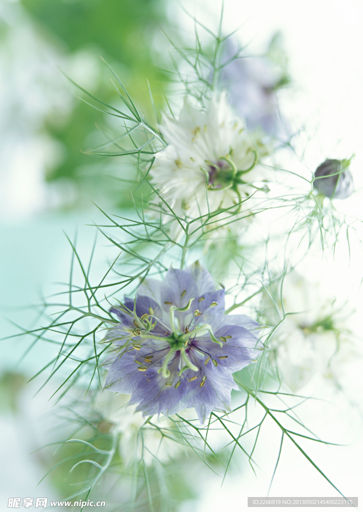花卉艺术