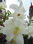 百合花