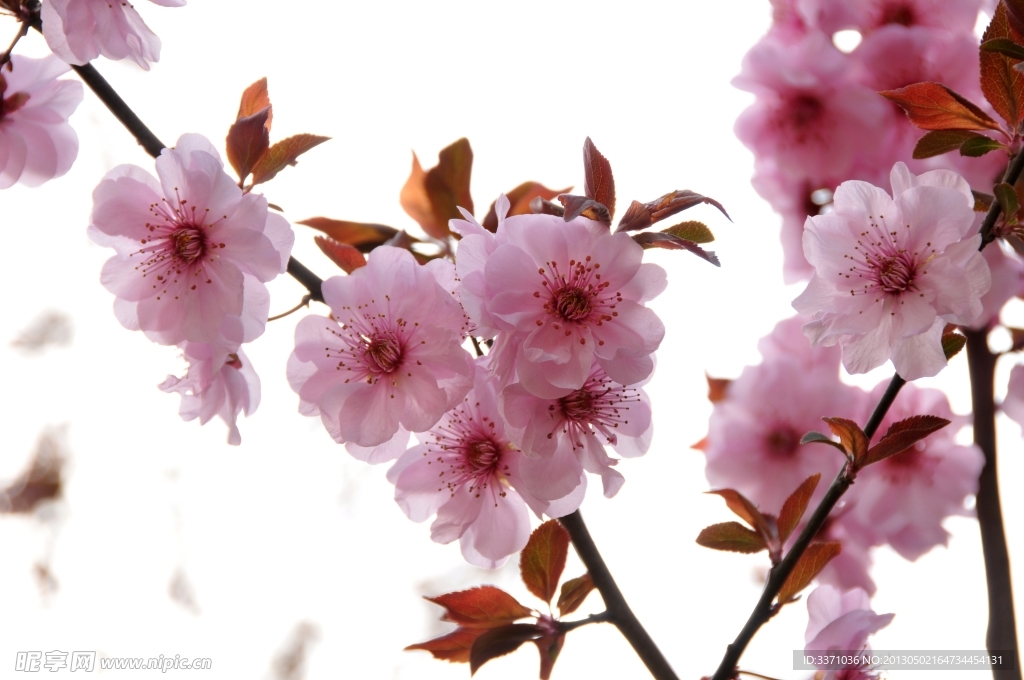 樱花