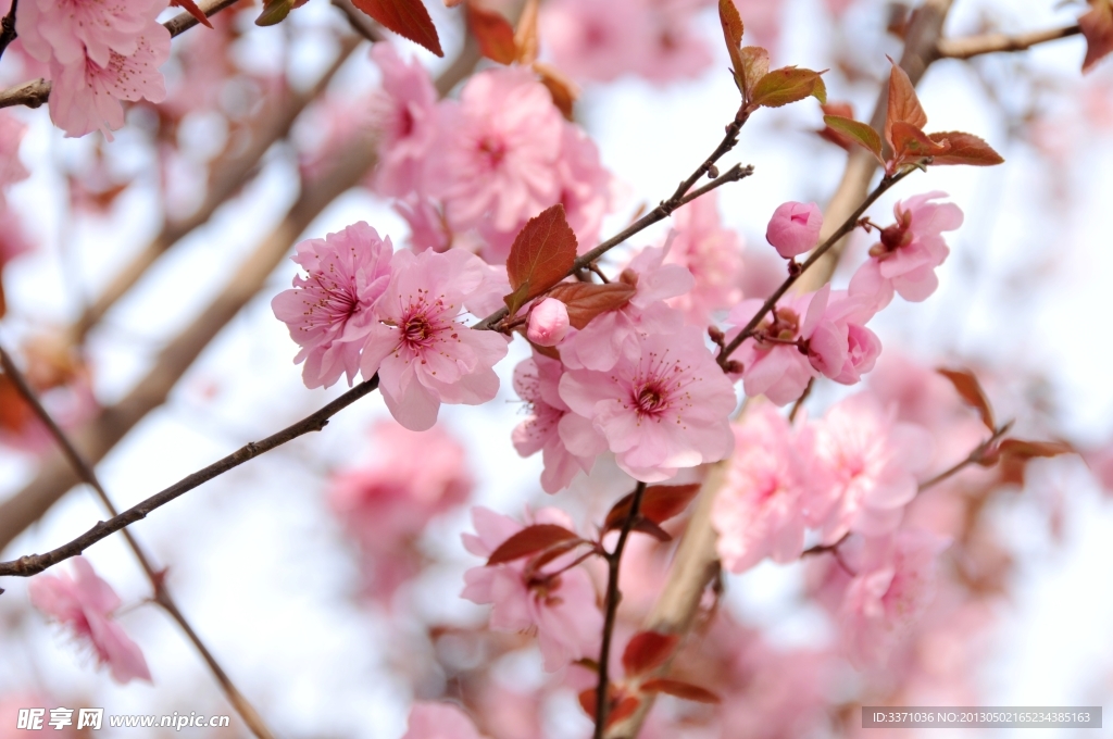 樱花