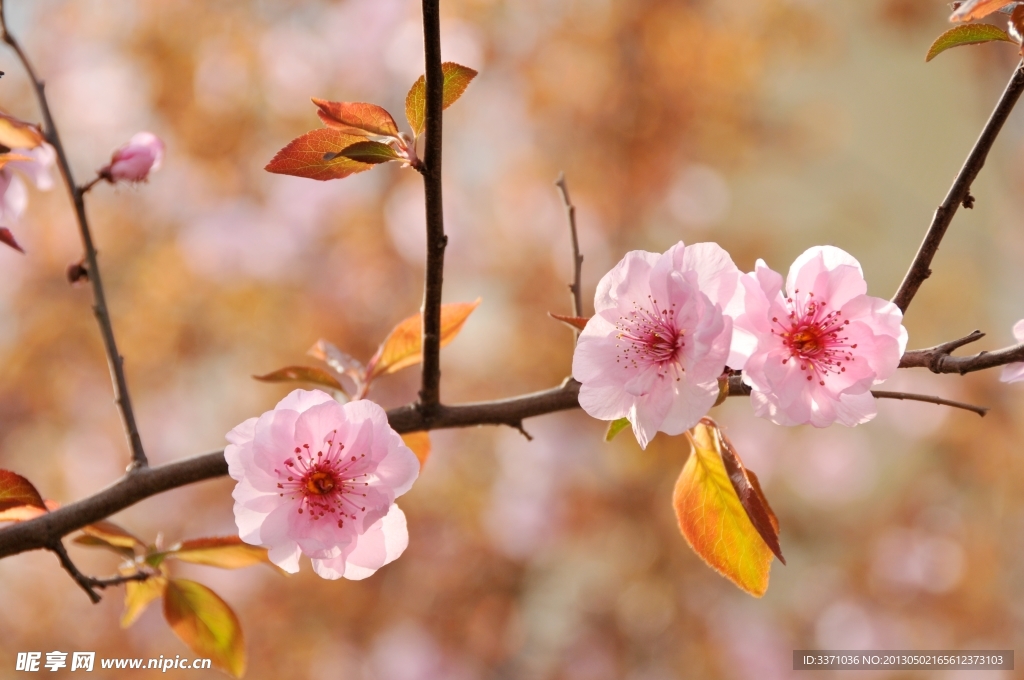 樱花
