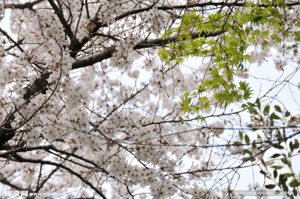 樱花