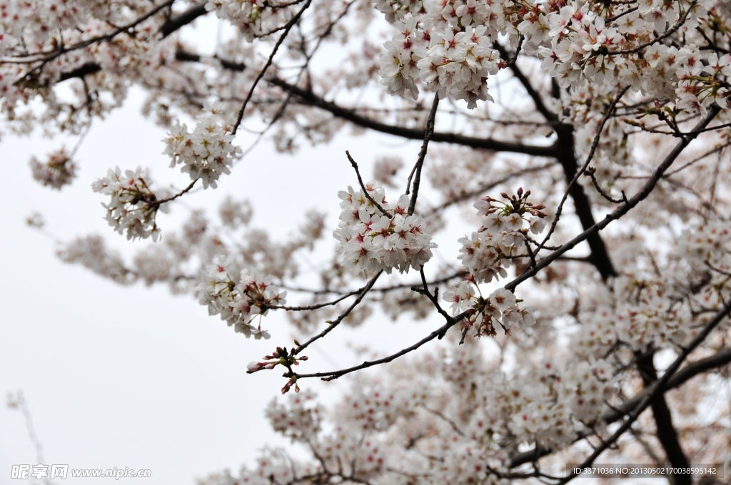 樱花