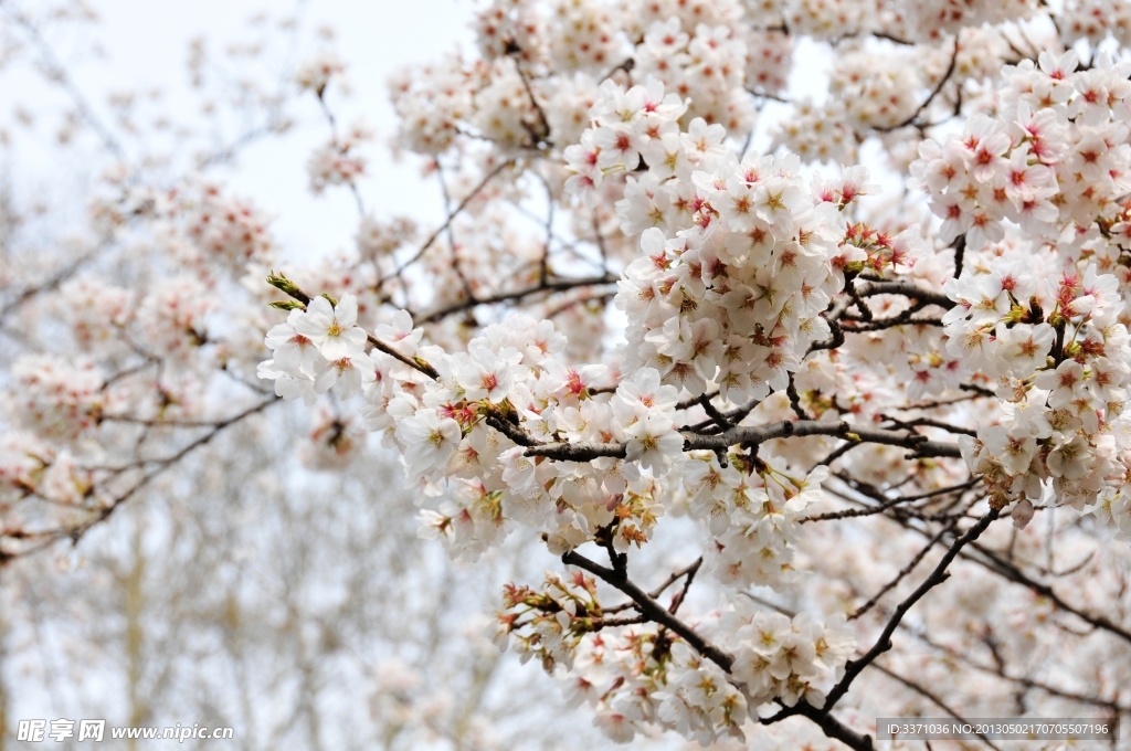 樱花
