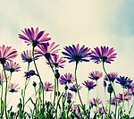 紫色花
