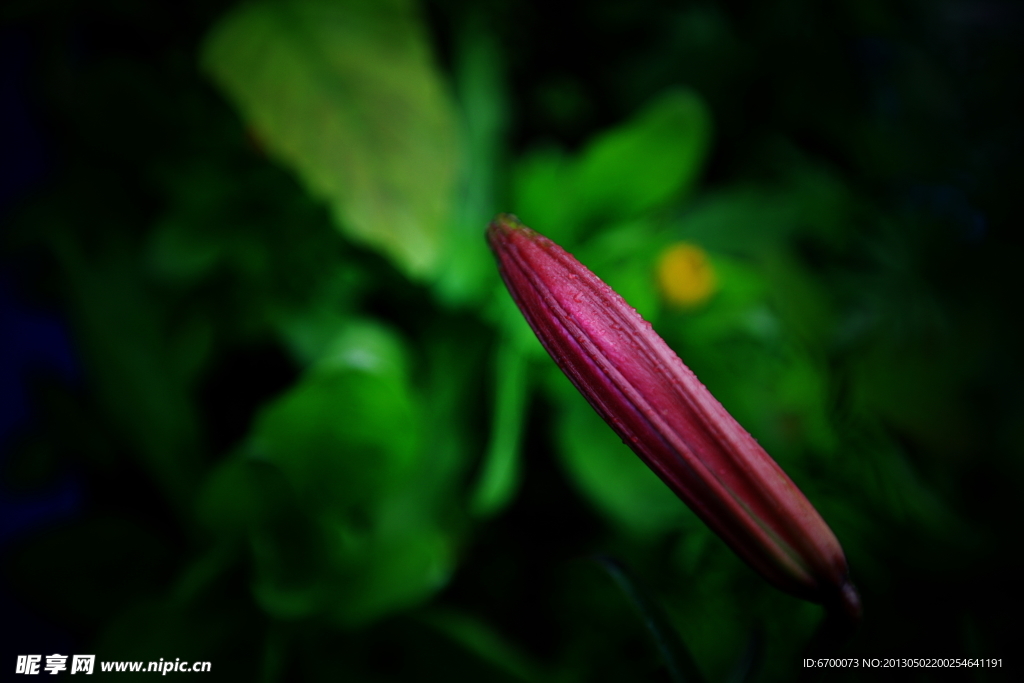 花草特写