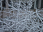 树枝积雪