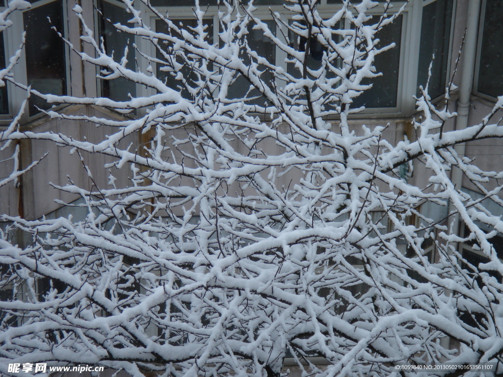 树枝积雪