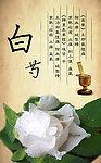 白芍