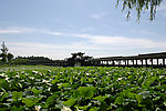 锦溪的夏