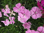 石竹花