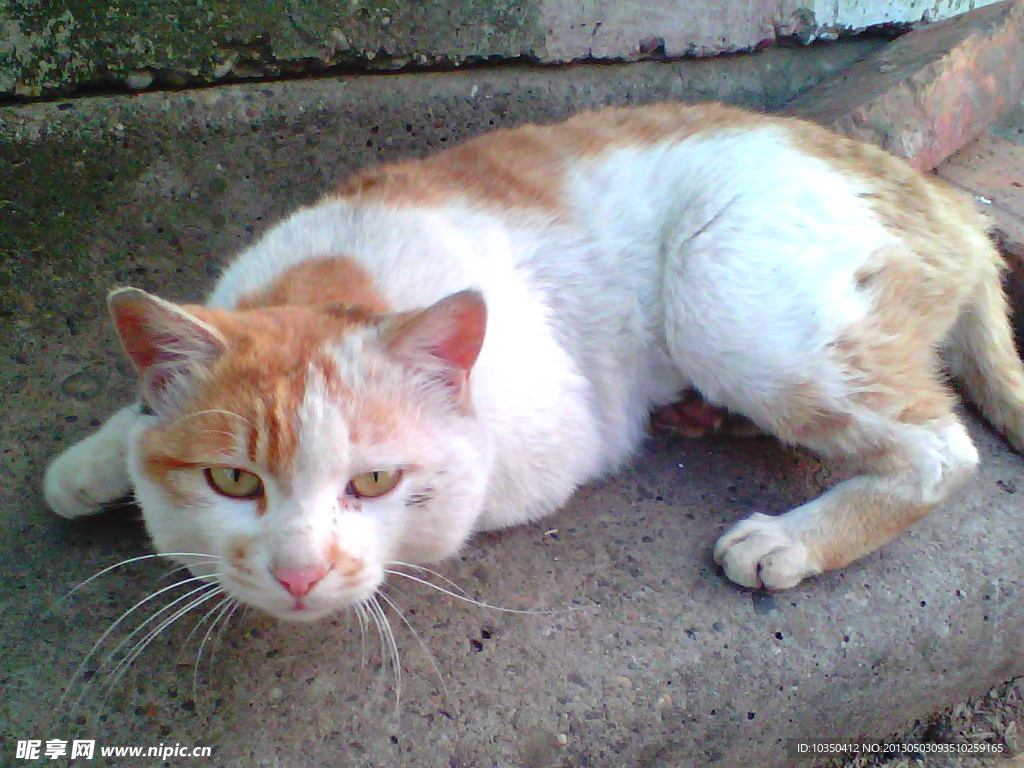 猫猫