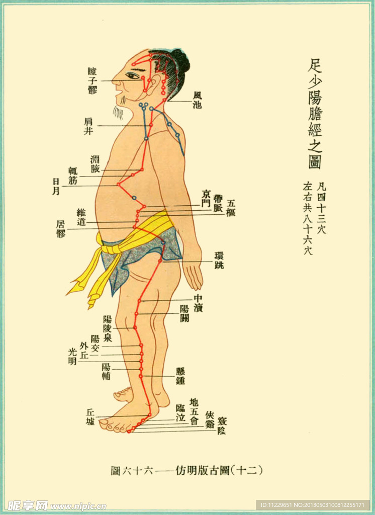 足少阳胆经络图