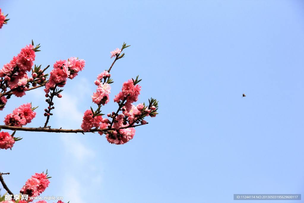 蓝天下的桃花