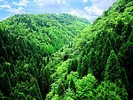 绿山风景