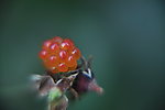 刺梅