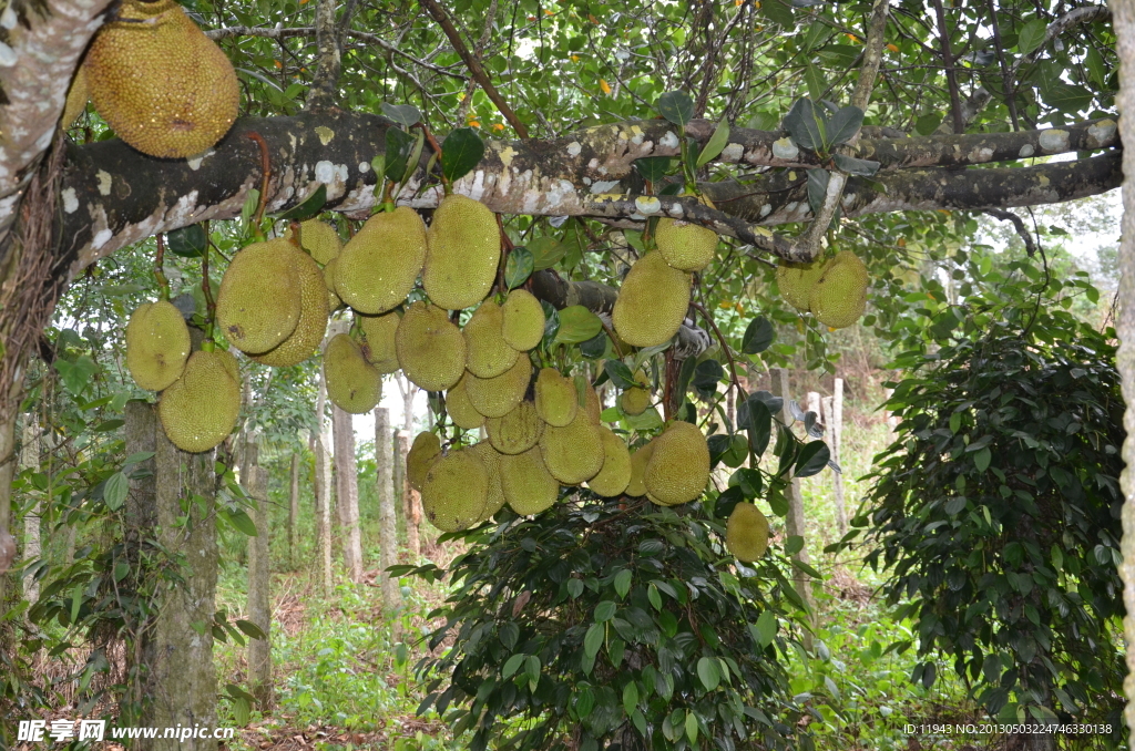 菠萝密果树