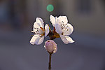 花沐朝露