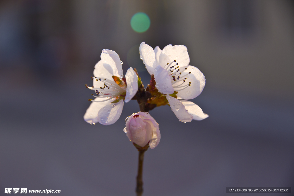 花沐朝露