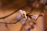 花与蕾