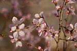 花枝俏