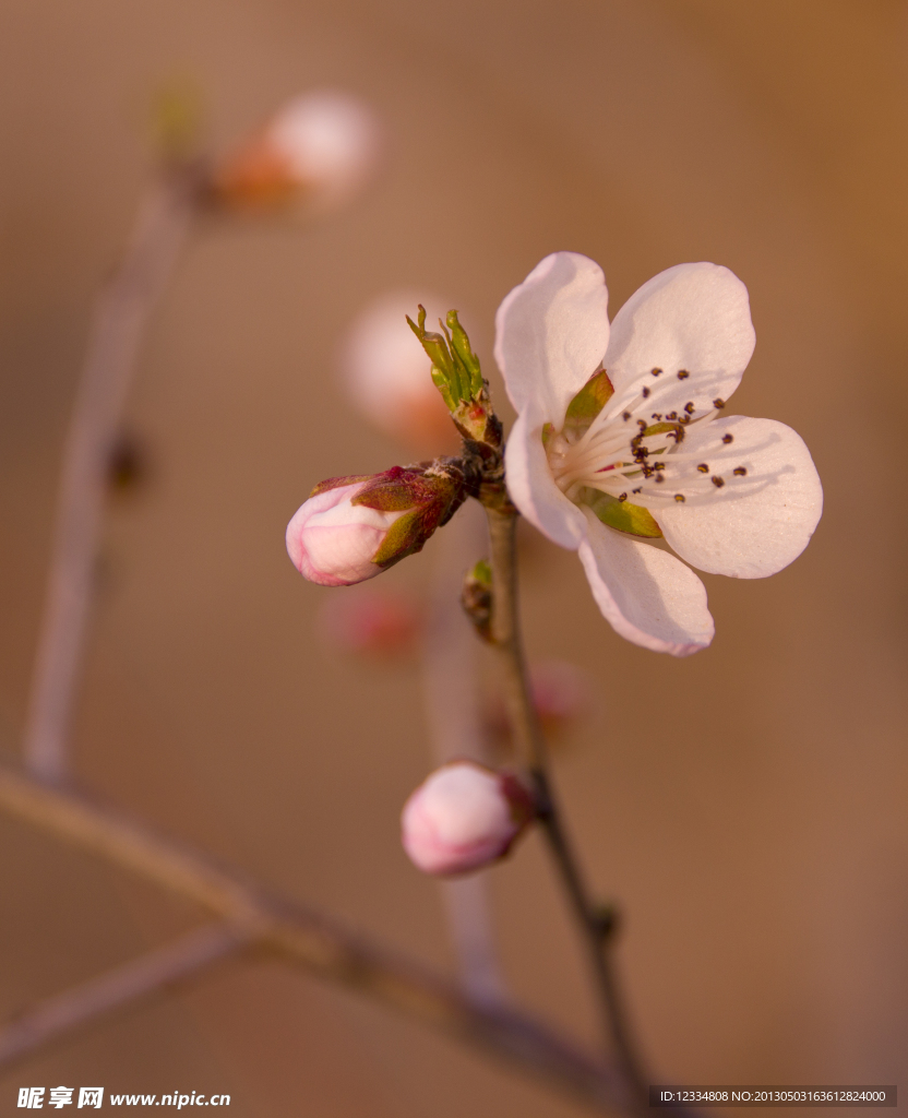 一花报春