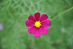 非洲菊