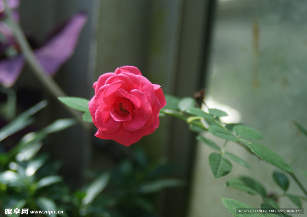 月季花