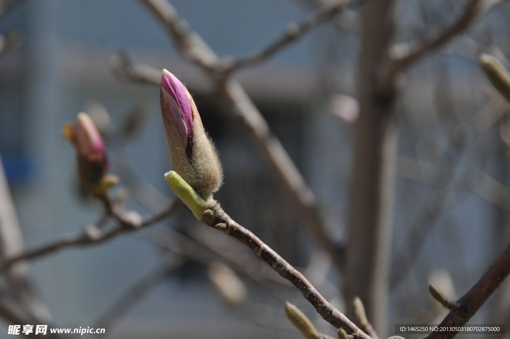 玉兰花