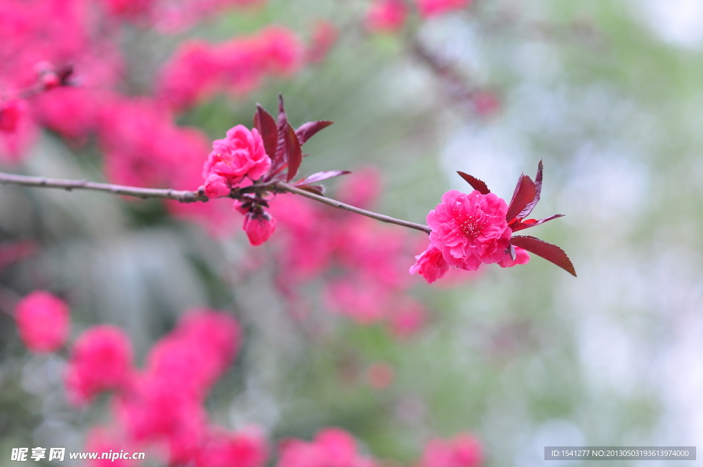 桃花