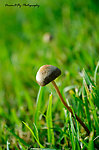 青草与蘑菇